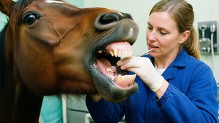 Îngrijirea dentară a cailor